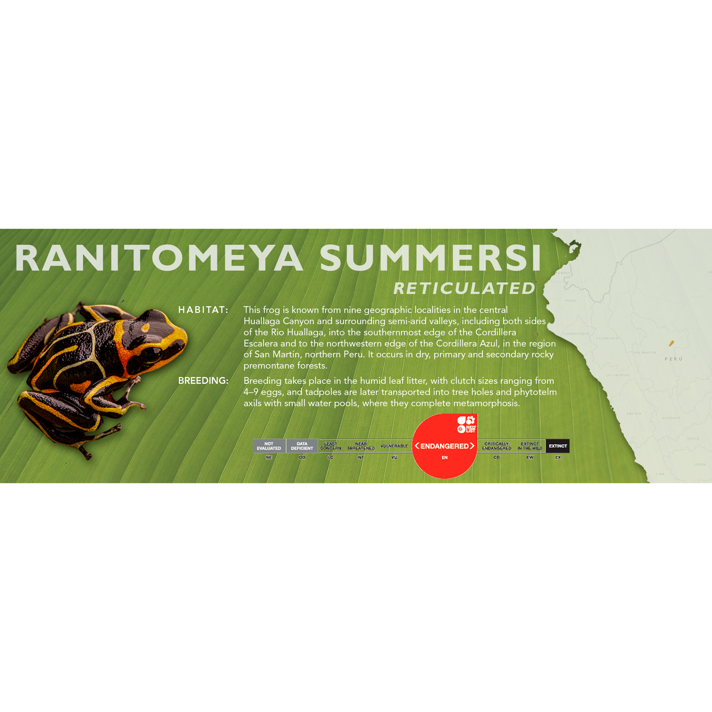 Ranitomeya summersi - Standard Vivarium Label