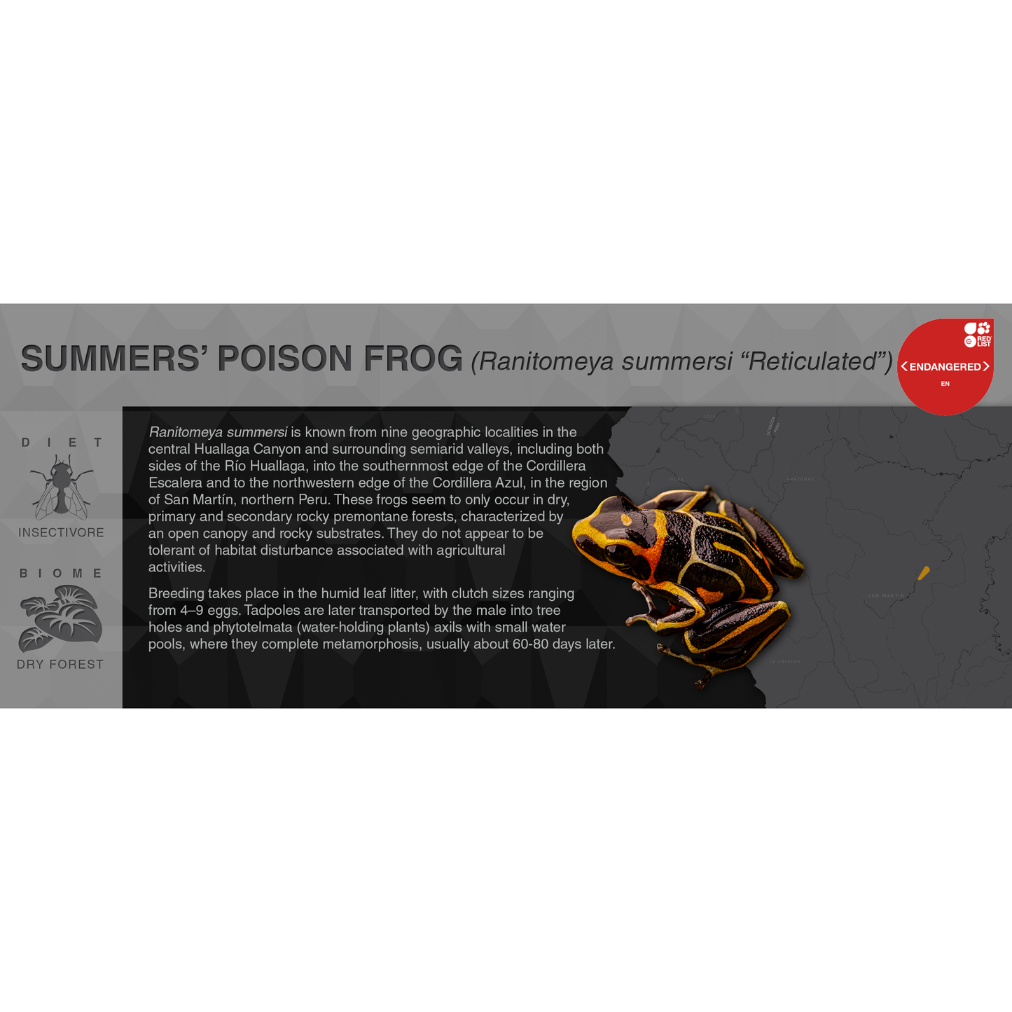 Ranitomeya summersi - Black Series Vivarium Label