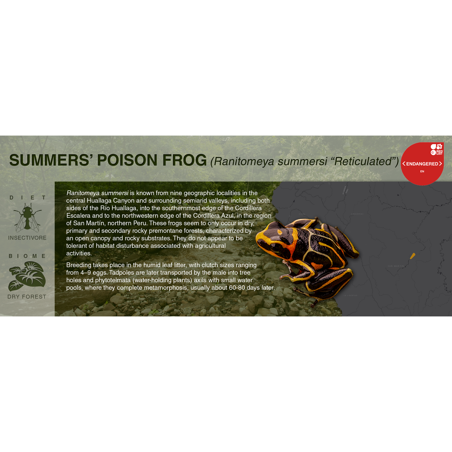 Ranitomeya summersi - Black Series Vivarium Label