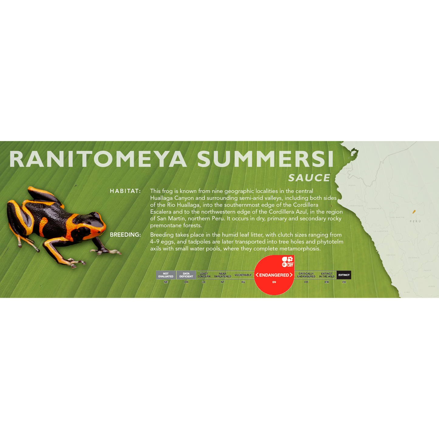 Ranitomeya summersi - Standard Vivarium Label