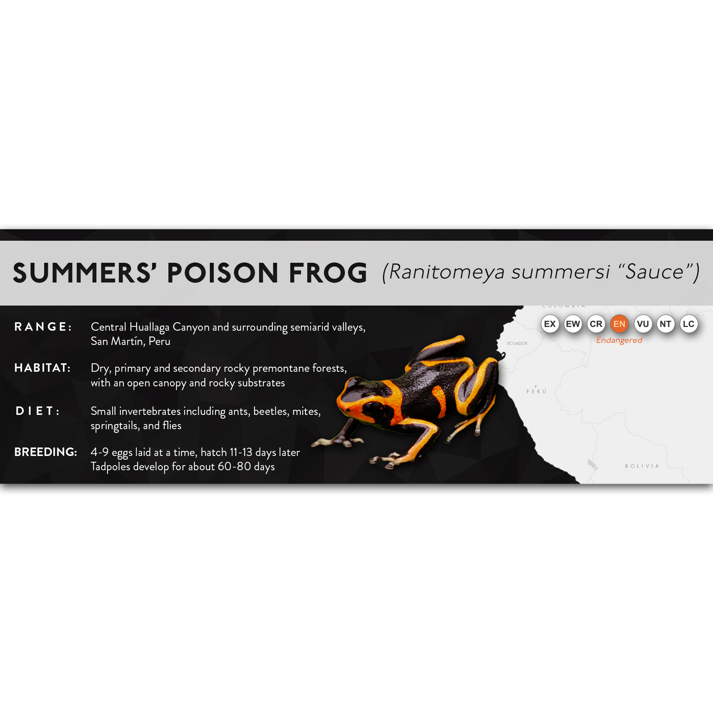 Summers' Poison Frog (Ranitomeya summersi) - X Label