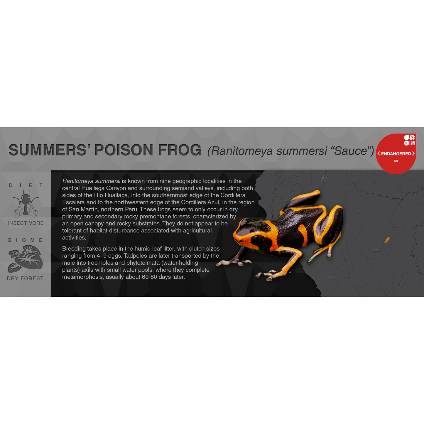 Ranitomeya summersi - Black Series Vivarium Label