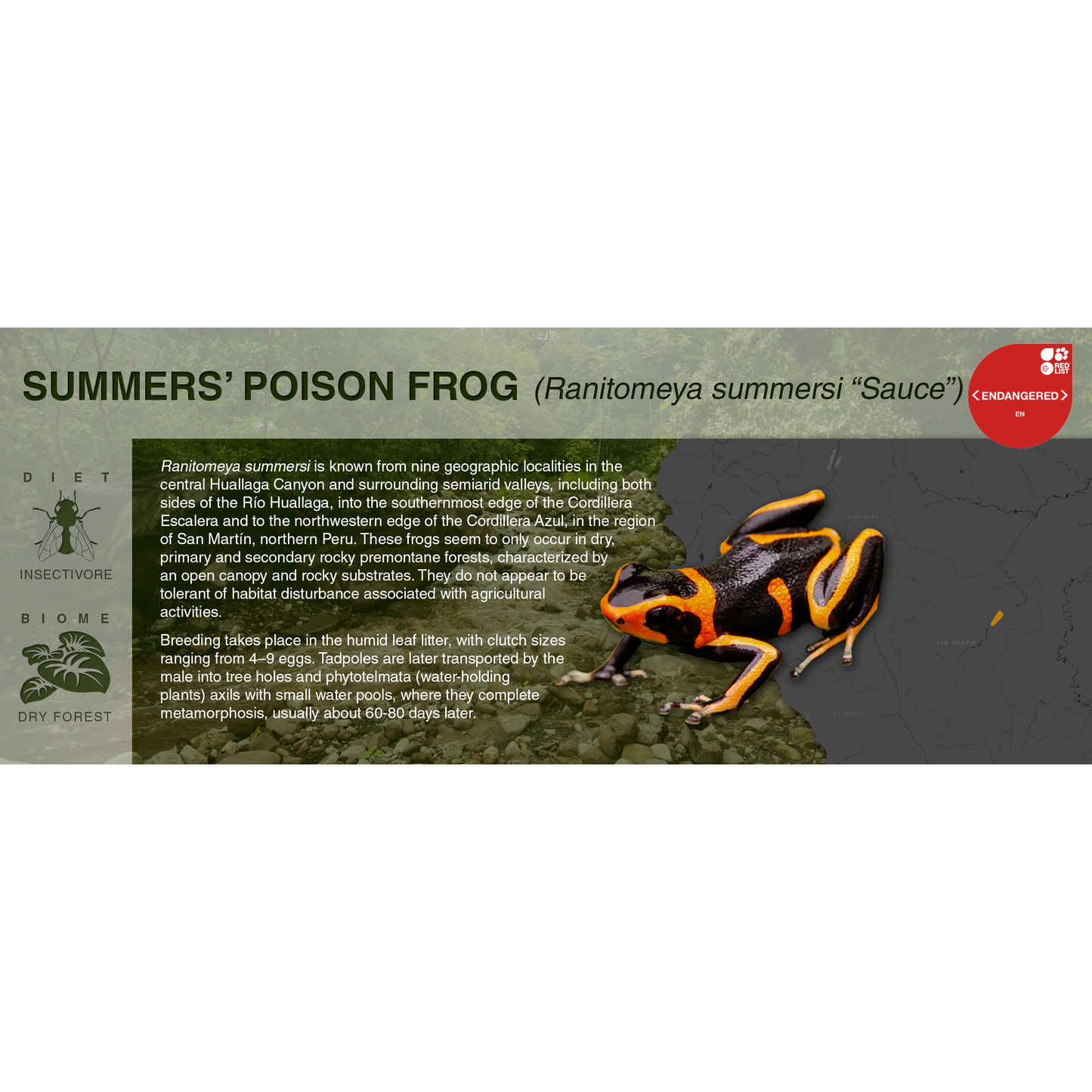 Ranitomeya summersi - Black Series Vivarium Label