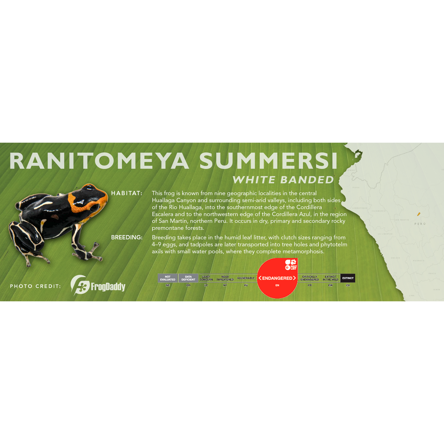 Ranitomeya summersi - Standard Vivarium Label