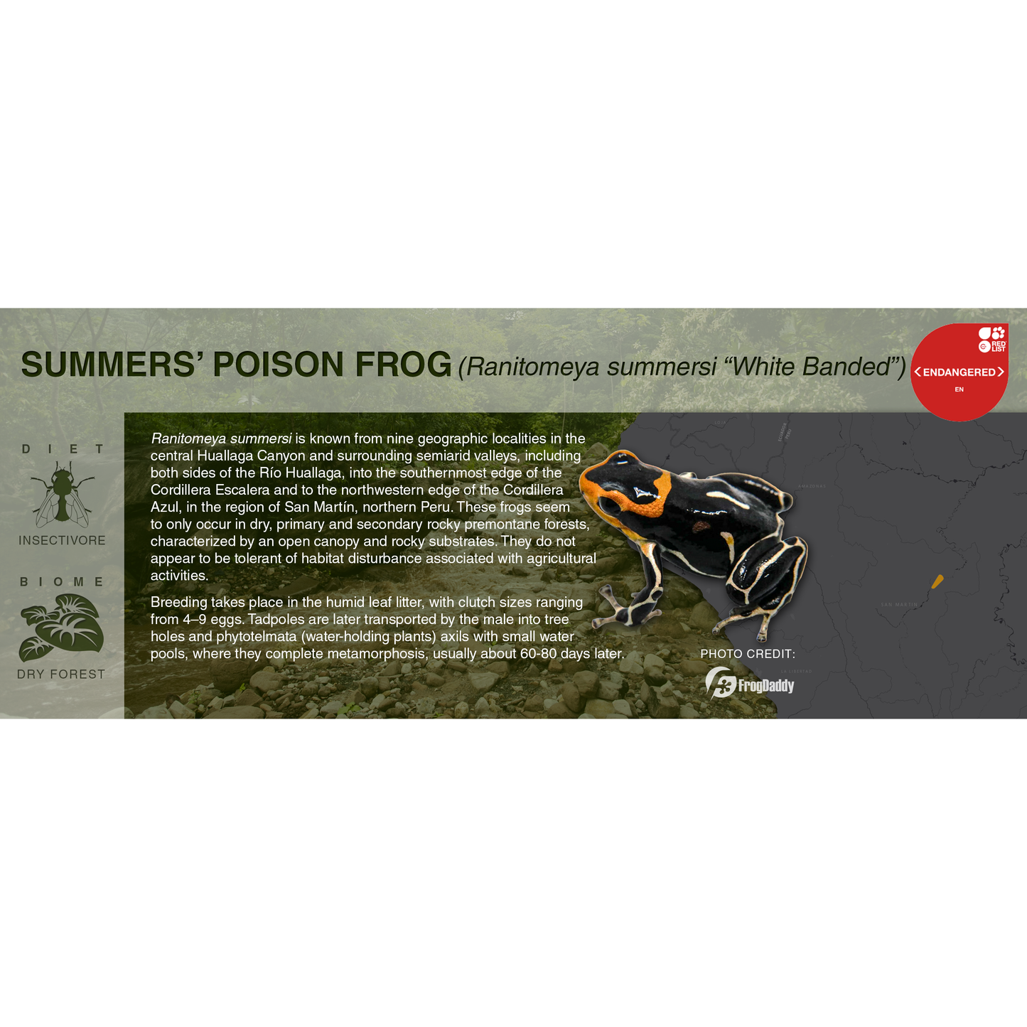 Ranitomeya summersi - Black Series Vivarium Label