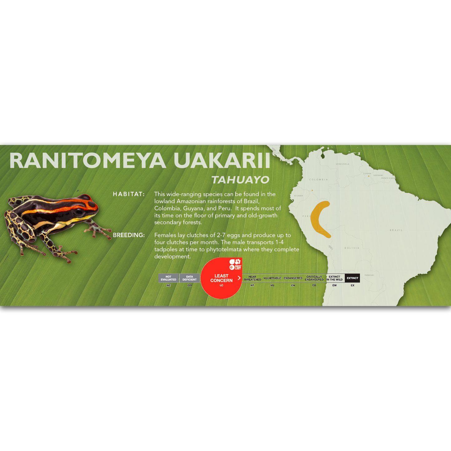 Ranitomeya uakarii - Classic Vivarium Label