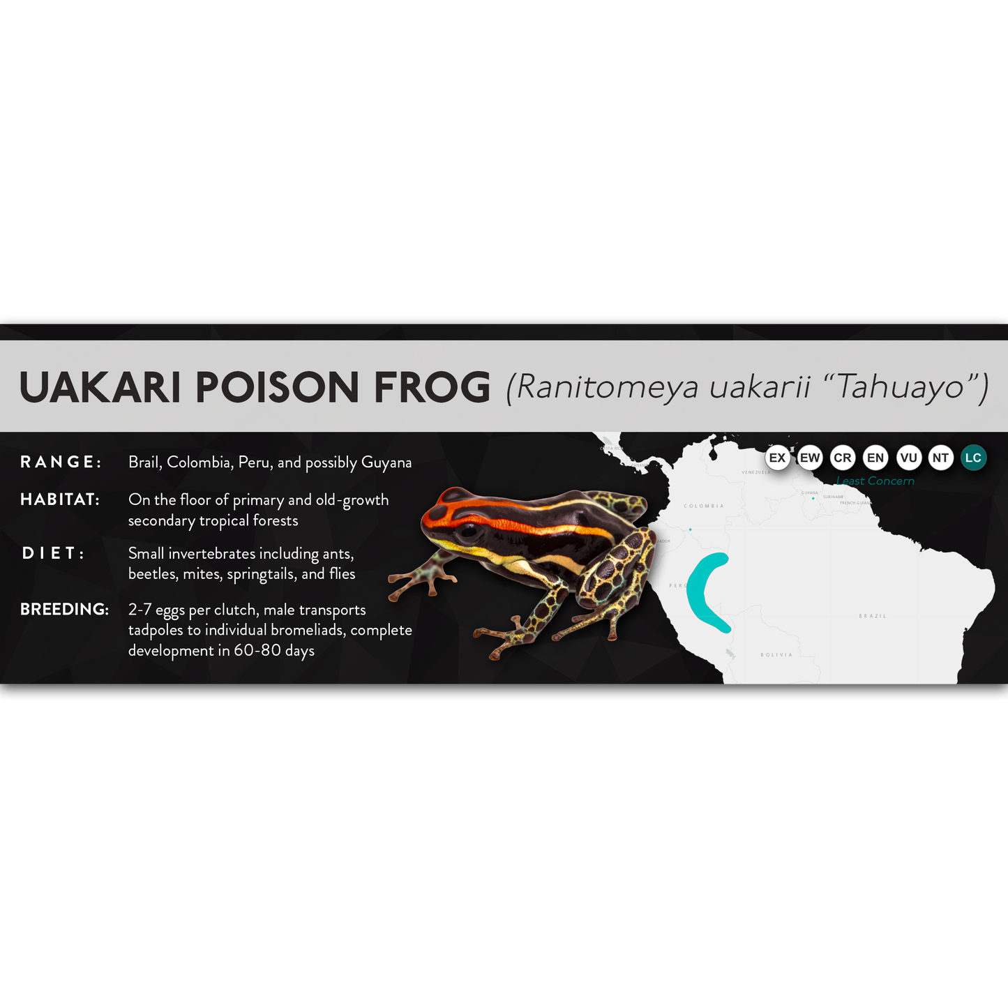 Uakari Poison Frog (Ranitomeya uakarii) - X Label