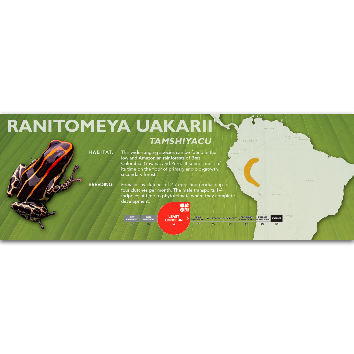 Ranitomeya uakarii - Classic Vivarium Label