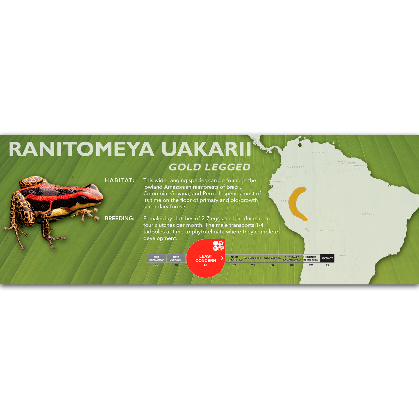 Ranitomeya uakarii - Classic Vivarium Label