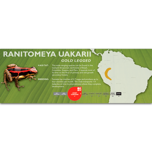 Ranitomeya uakarii - Classic Vivarium Label