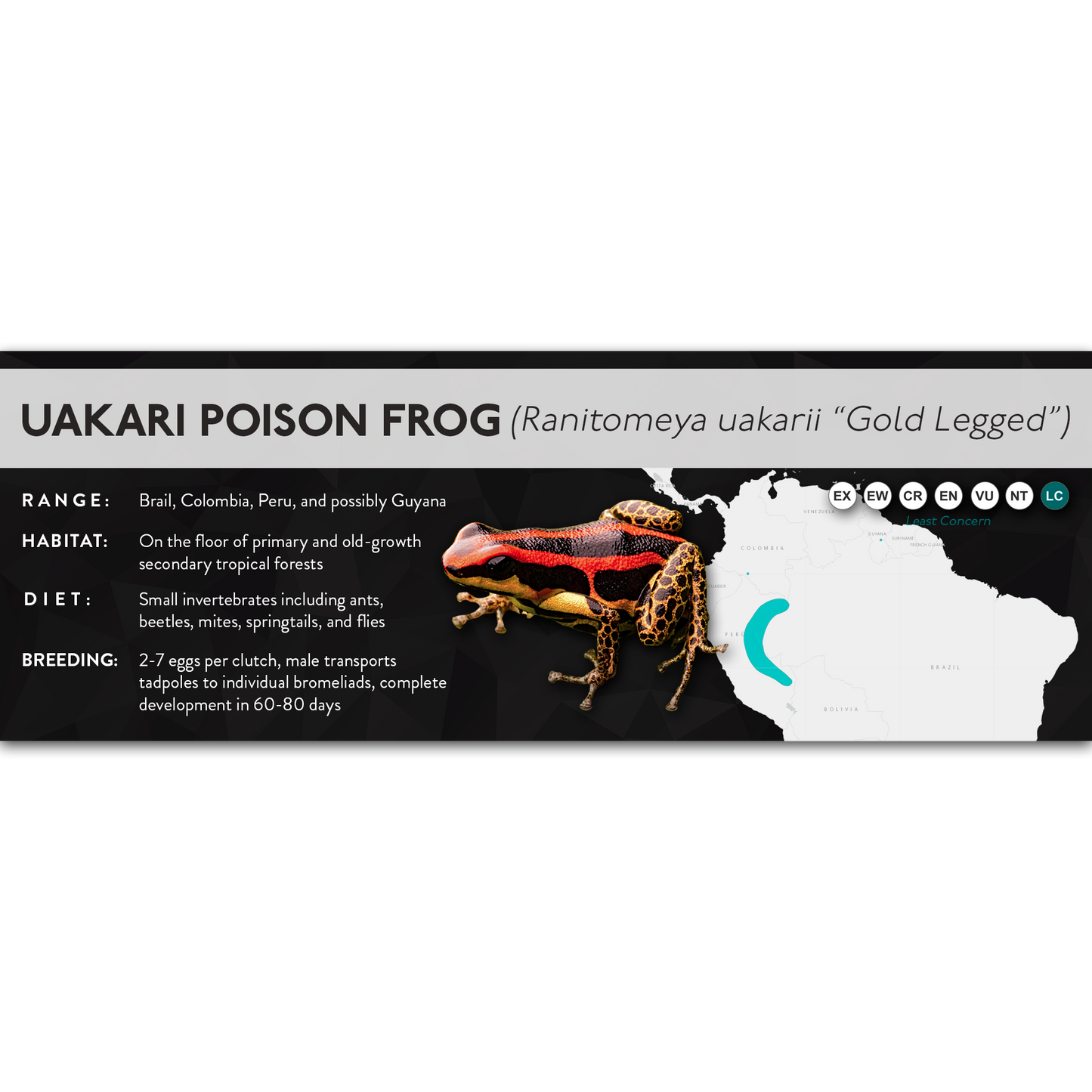 Uakari Poison Frog (Ranitomeya uakarii) - X Label