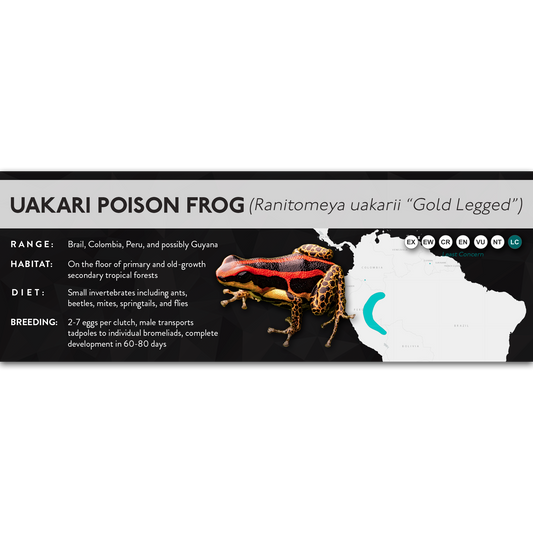Uakari Poison Frog (Ranitomeya uakarii) - X Label