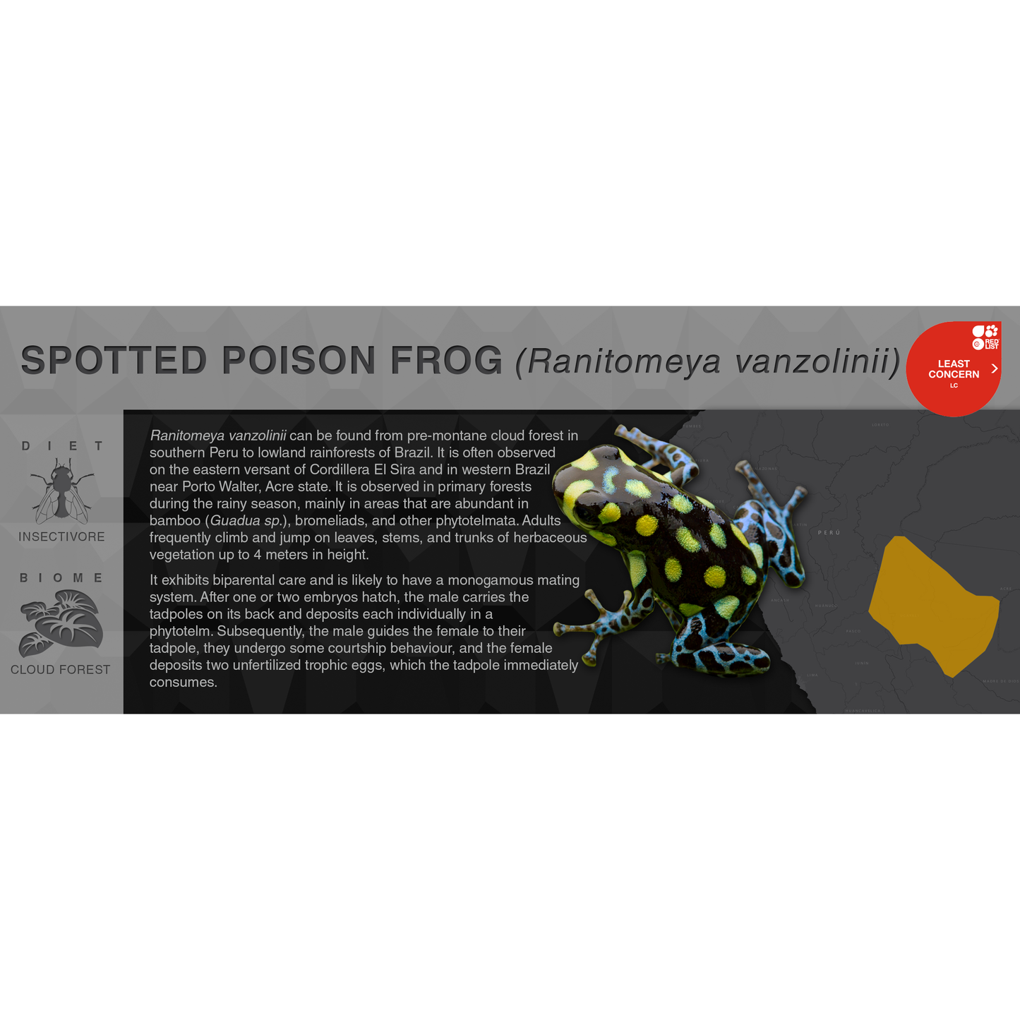 Ranitomeya vanzolinii - Black Series Vivarium Label