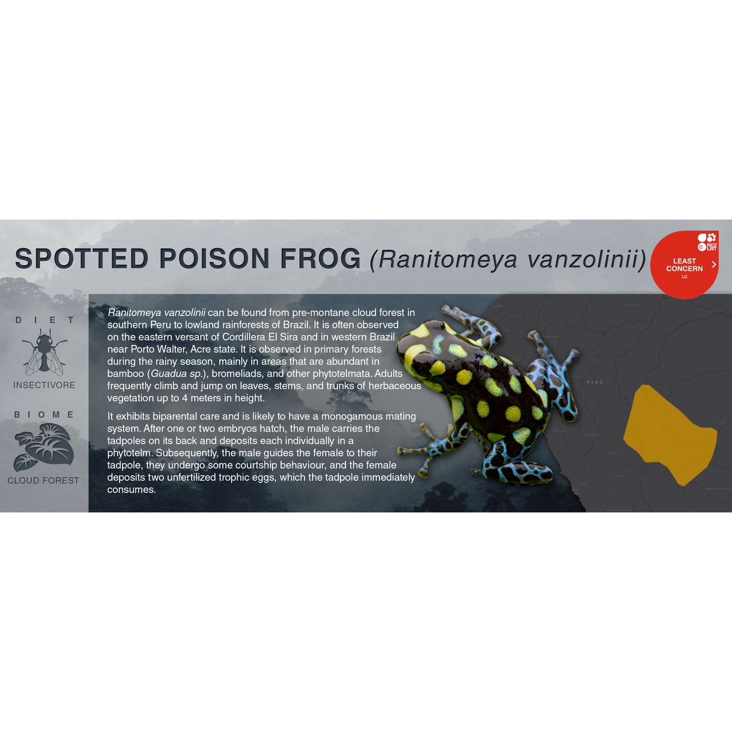 Ranitomeya vanzolinii - Black Series Vivarium Label