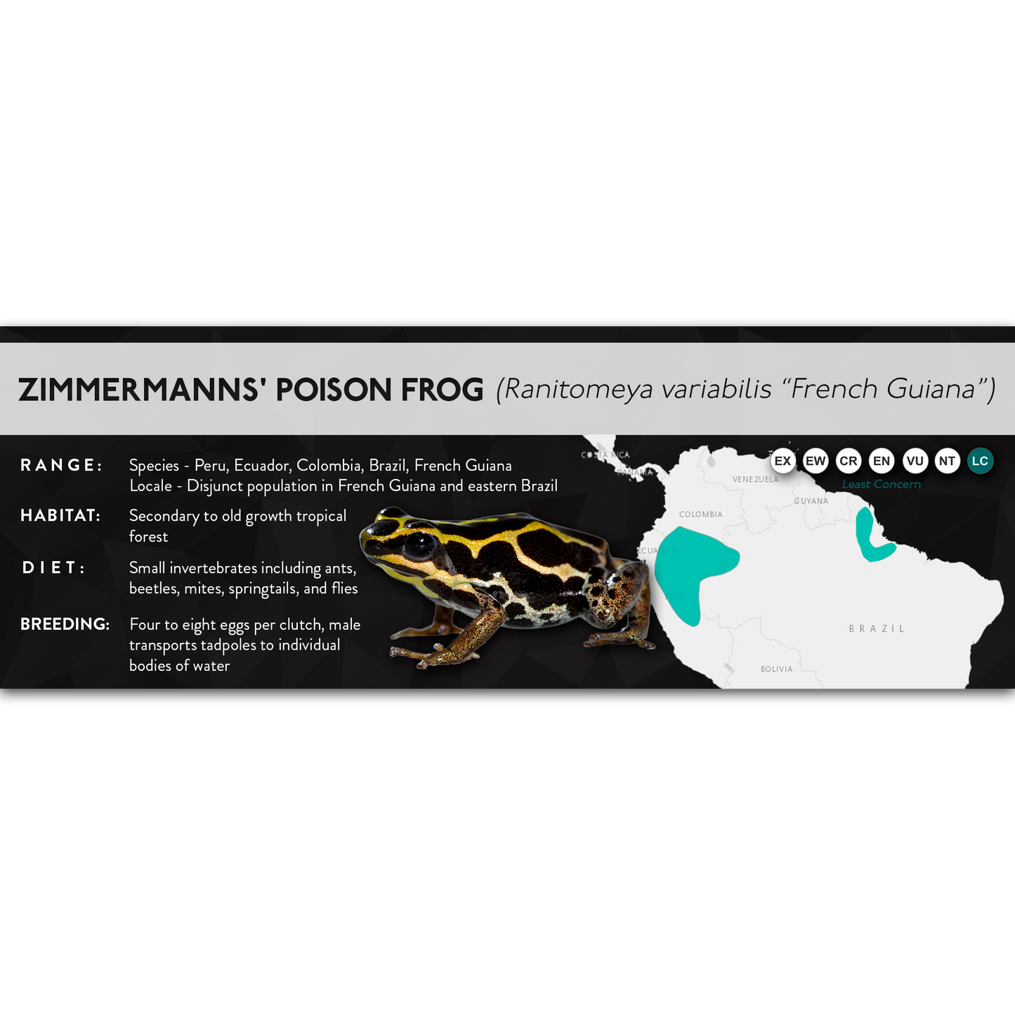 Zimmermanns' Poison Frog (Ranitomeya variabilis) - X Label