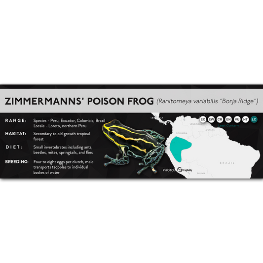 Zimmermanns' Poison Frog (Ranitomeya variabilis) - X Label