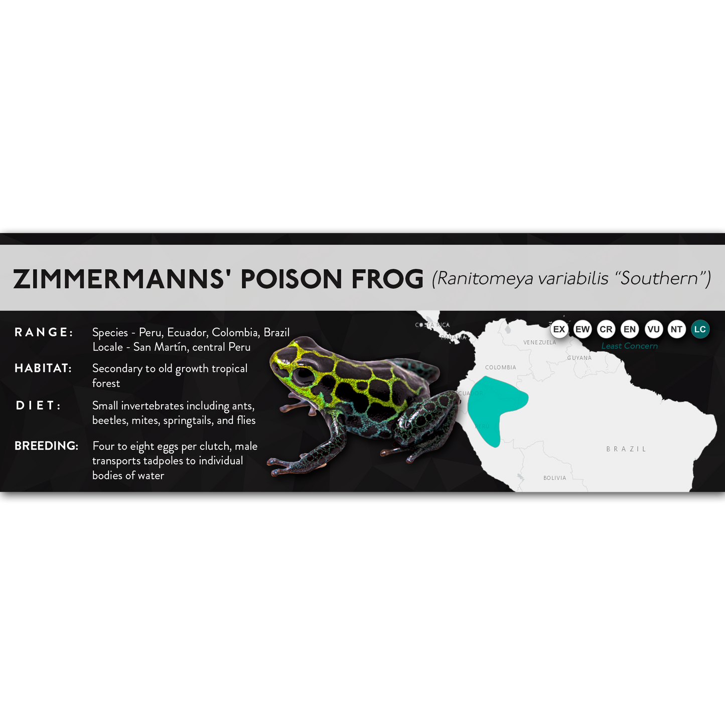 Zimmermanns' Poison Frog (Ranitomeya variabilis) - X Label