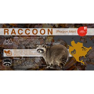 Racoon (Procyon lotor) - Aluminum Sign