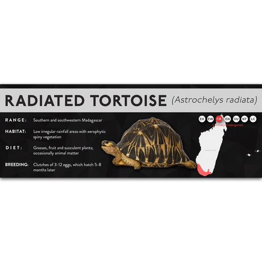 Radiated Tortoise (Astrochelys radiata) - X Label