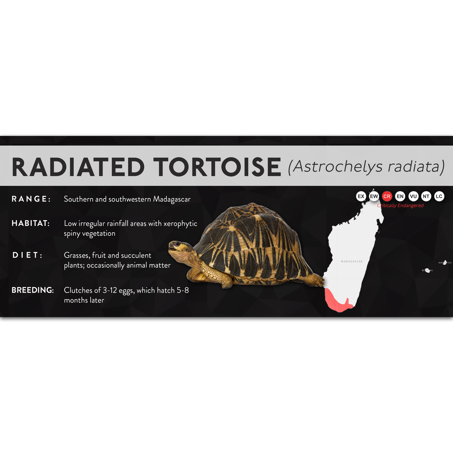 Radiated Tortoise (Astrochelys radiata) - X Label