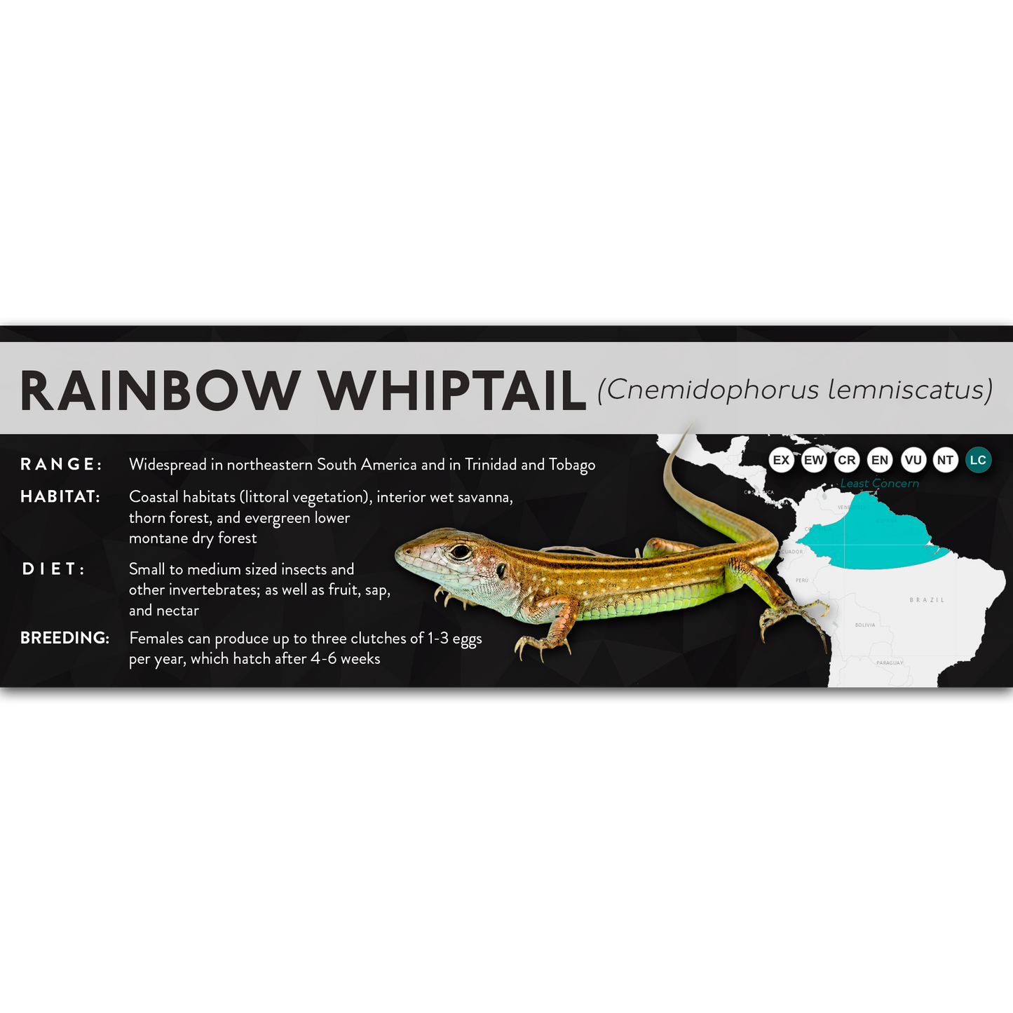 Rainbow Whiptail (Cnemidophorus lemniscatus) - X Label