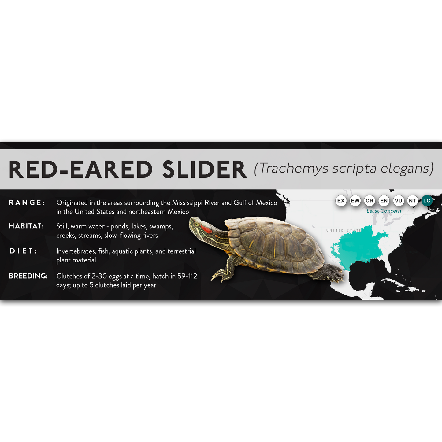 Red-Eared Slider (Trachemys scripta elegans) - X Label