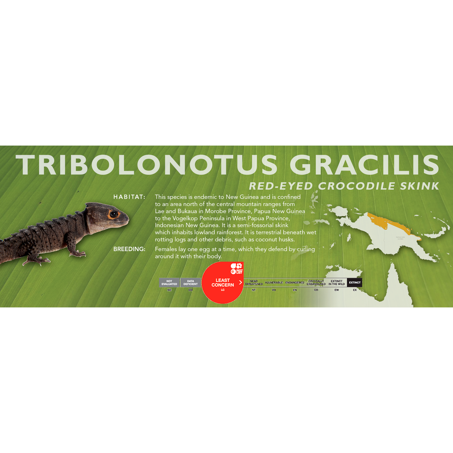 Red-Eyed Crocodile Skink (Tribolonotus gracilis) Classic Vivarium Label