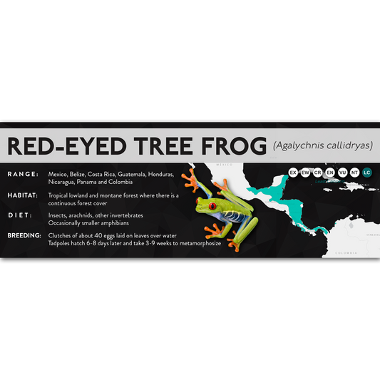 Red-Eyed Tree Frog (Agalychnis callidryas) - X Label