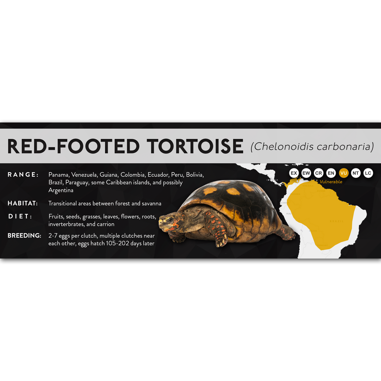 Red-Footed Tortoise (Chelonoidis carbonaria) - X Label