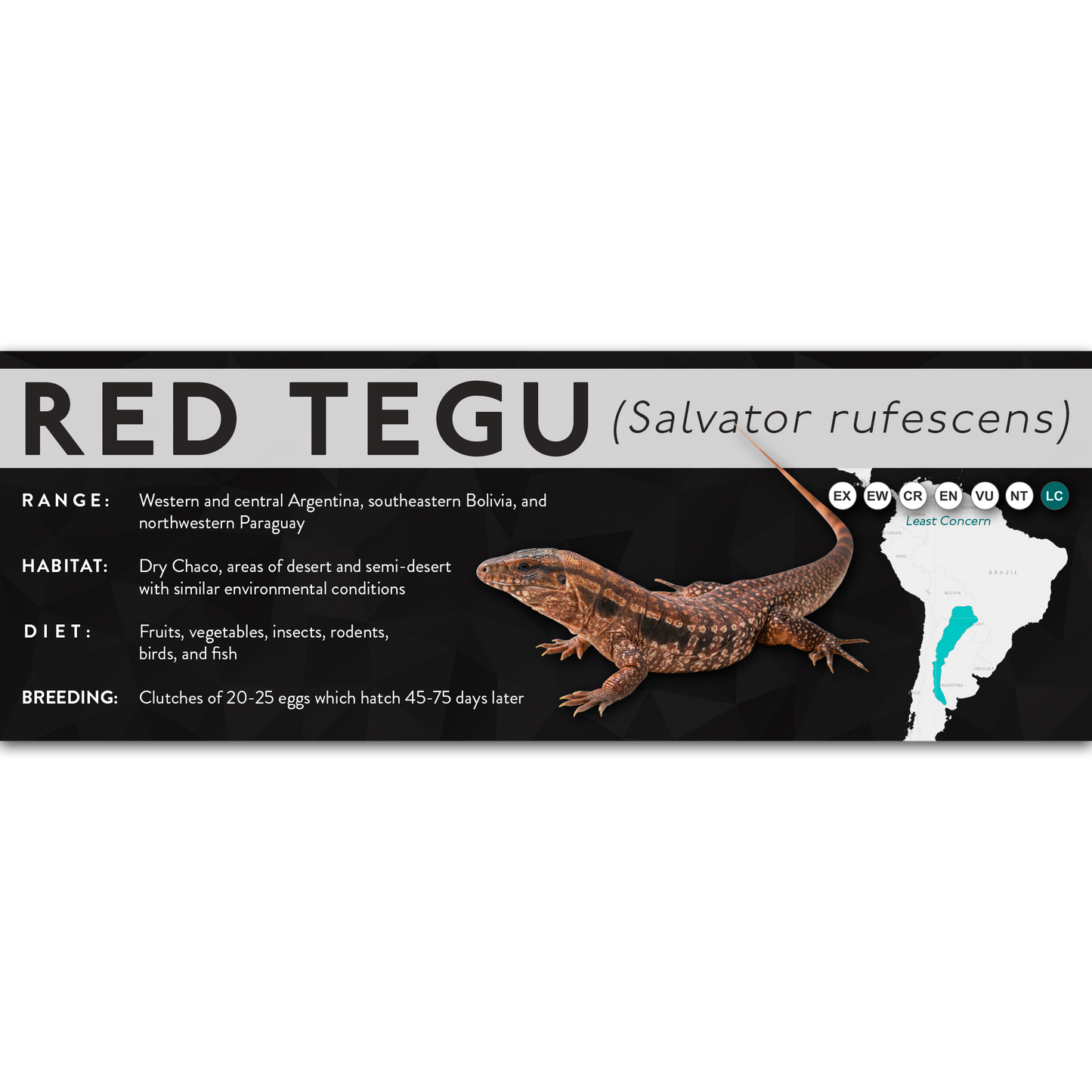 Red Tegu (Salvator rufescens) - X Label