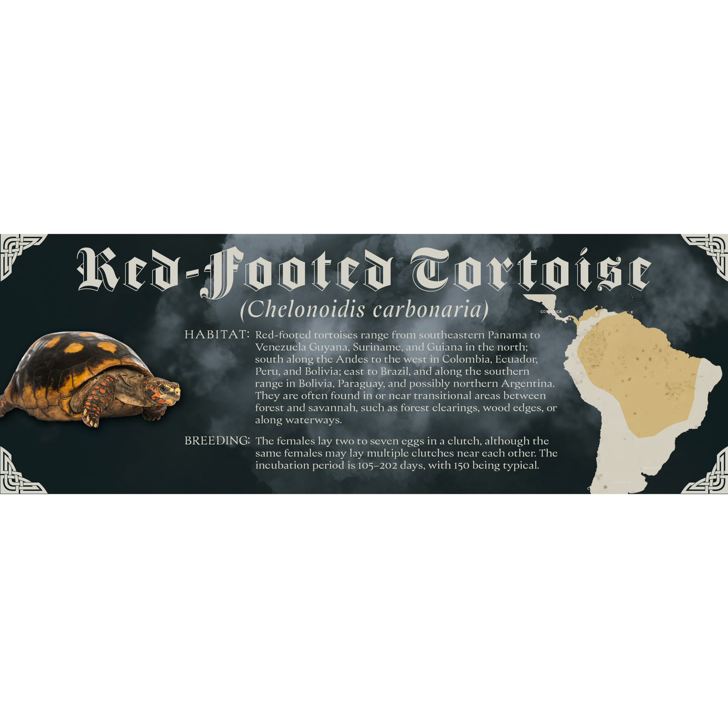 The Dark Mark - Gothic Style Special Edition Halloween Vivarium Label