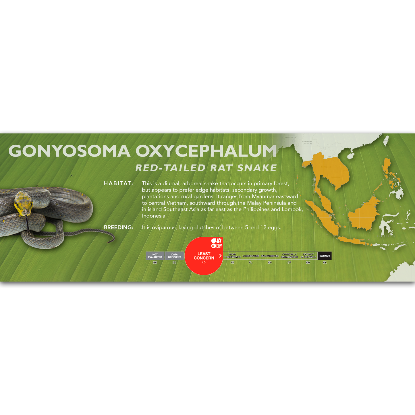 Red-Tailed Rat Snake (Gonyosoma oxycephalum) Classic Vivarium Label