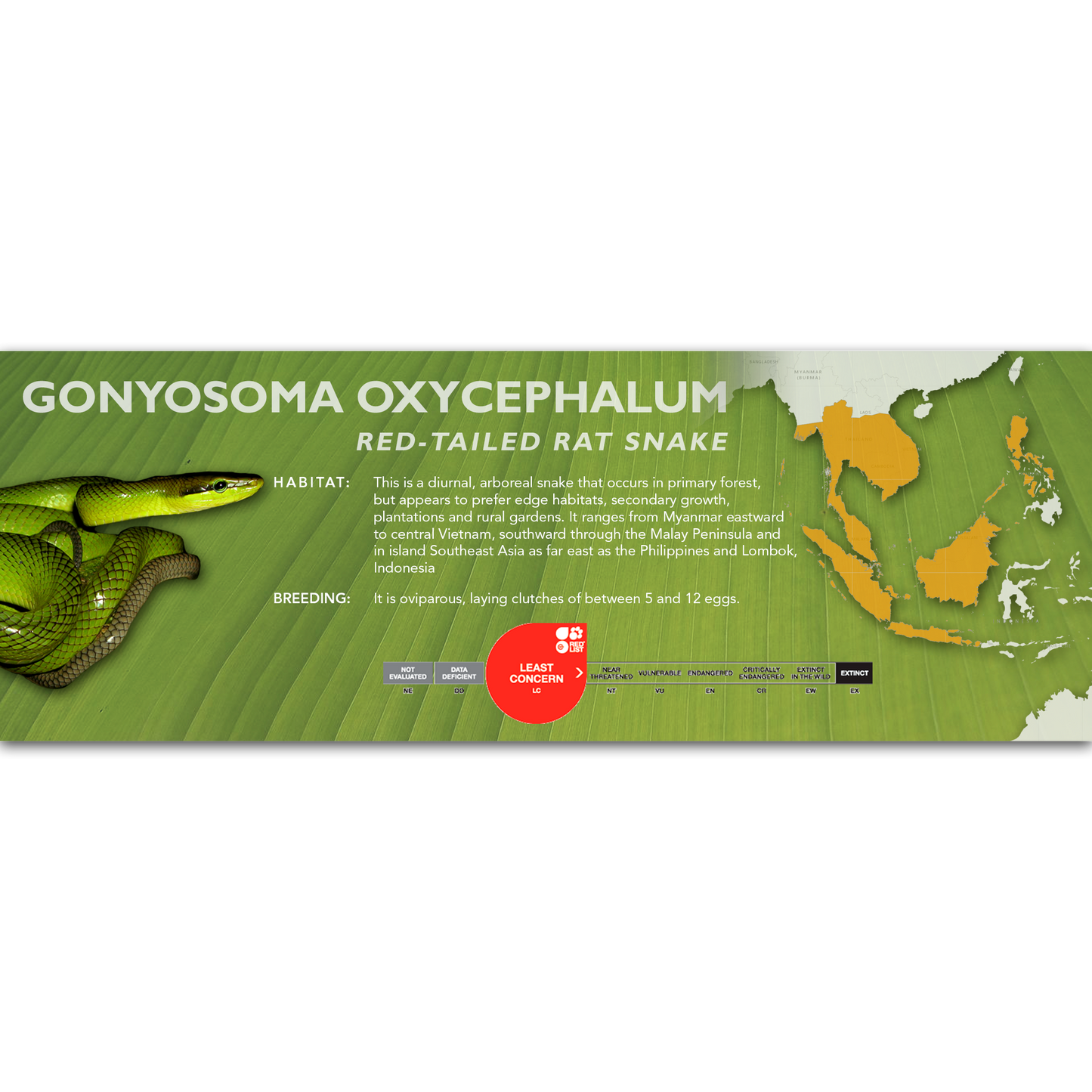 Red-Tailed Rat Snake (Gonyosoma oxycephalum) Classic Vivarium Label