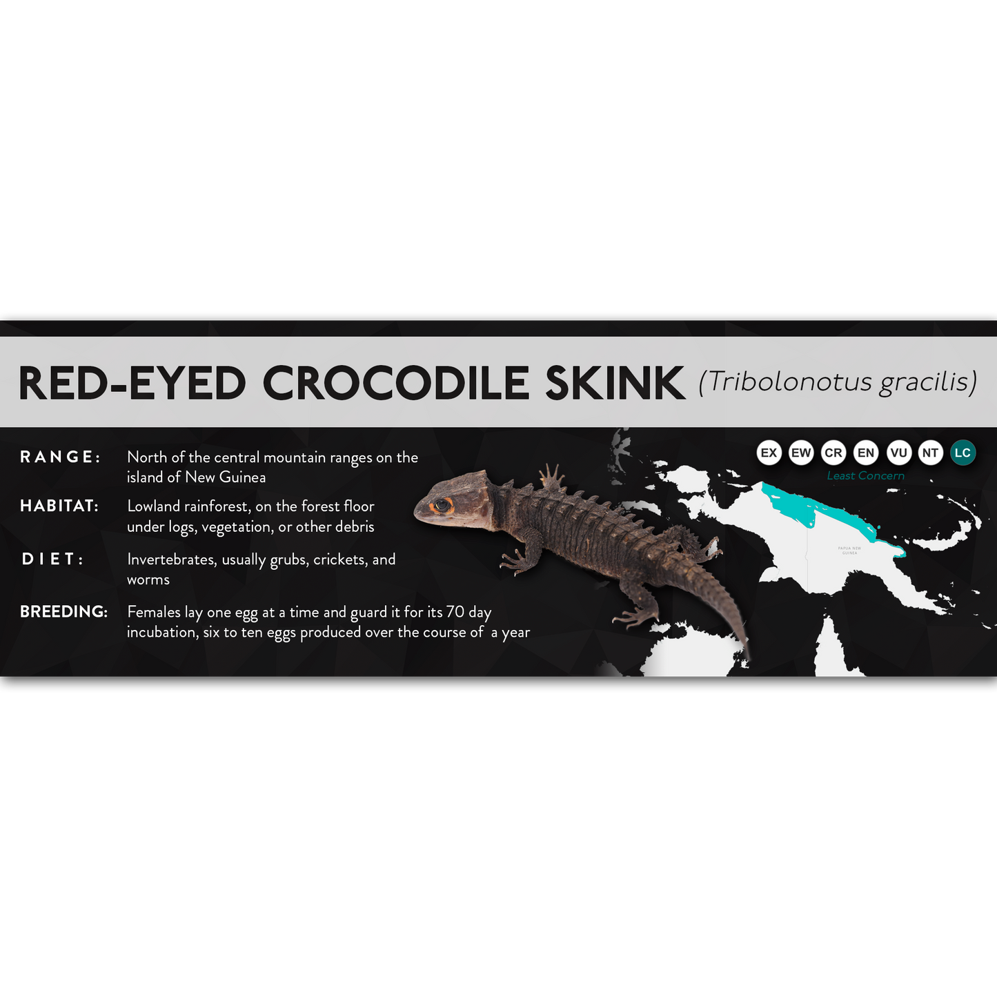 Red-Eyed Crocodile Skink (Tribolonotus gracilis) - X Label