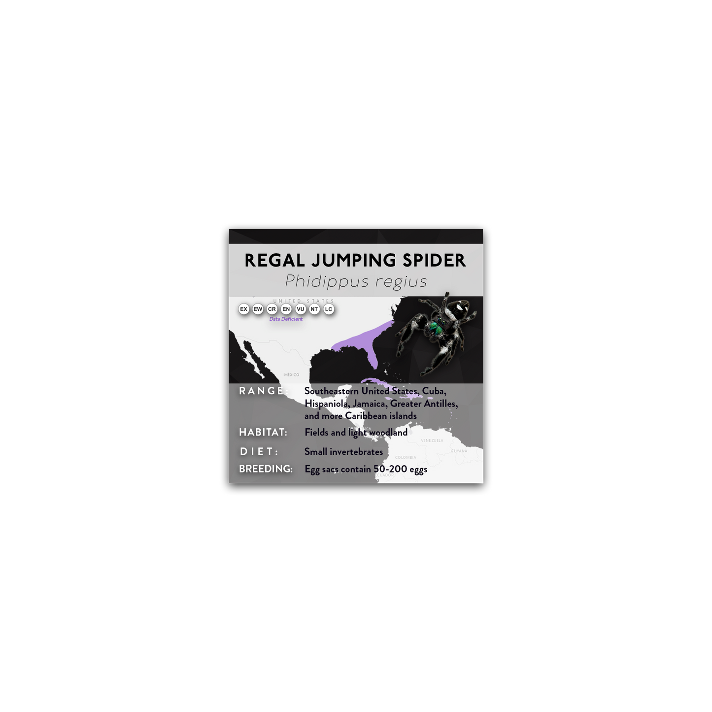 Regal Jumping Spider (Phidippus regius) - X Label