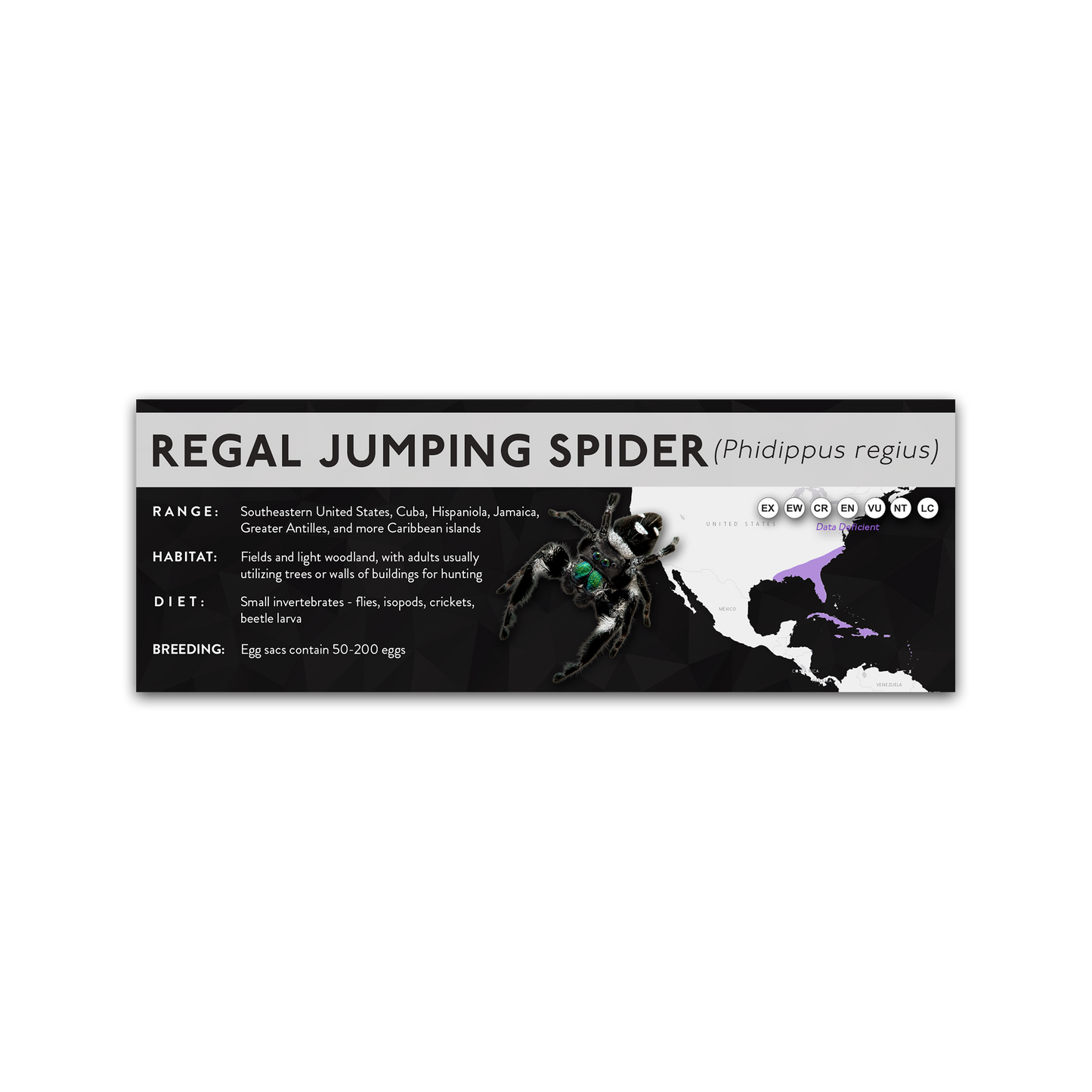 Regal Jumping Spider (Phidippus regius) - X Label