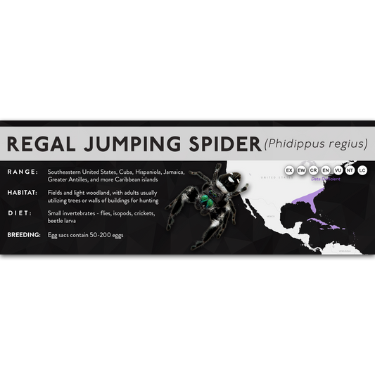 Regal Jumping Spider (Phidippus regius) - X Label