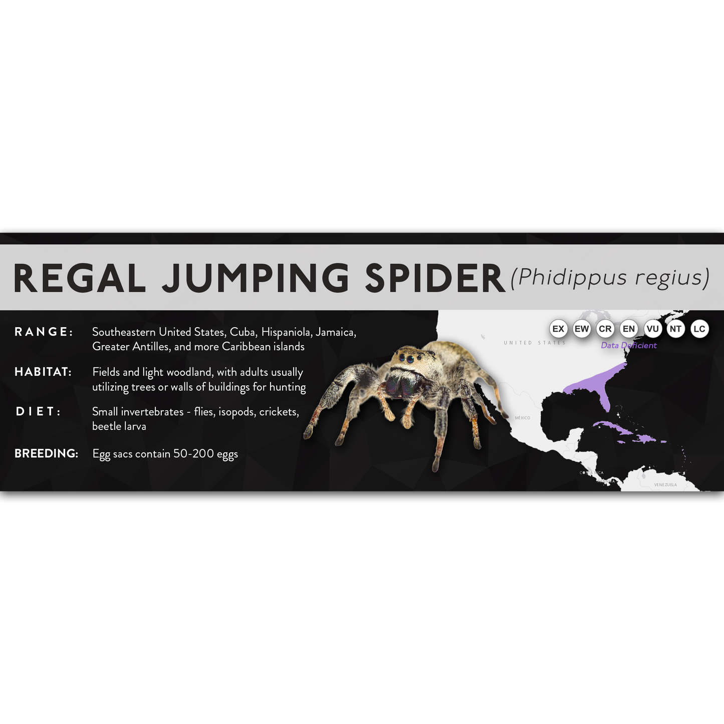 Regal Jumping Spider (Phidippus regius) - X Label