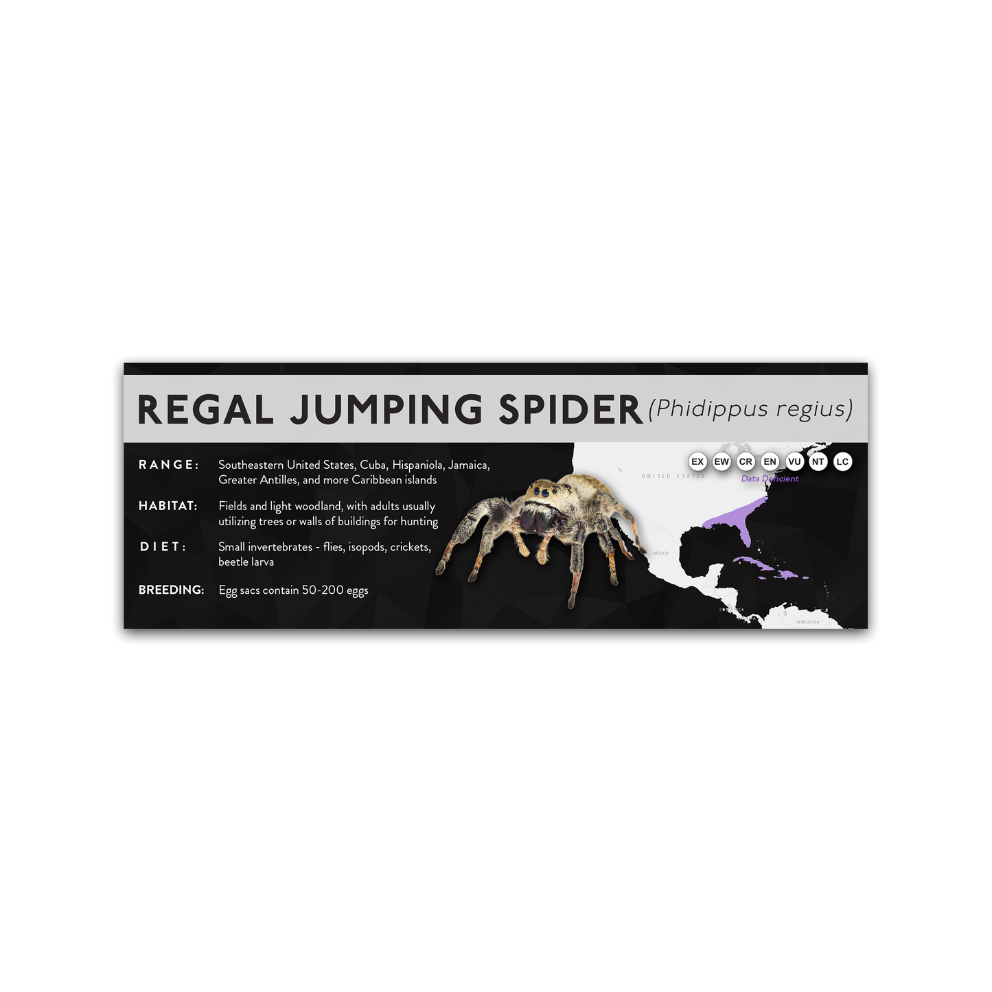 Regal Jumping Spider (Phidippus regius) - X Label