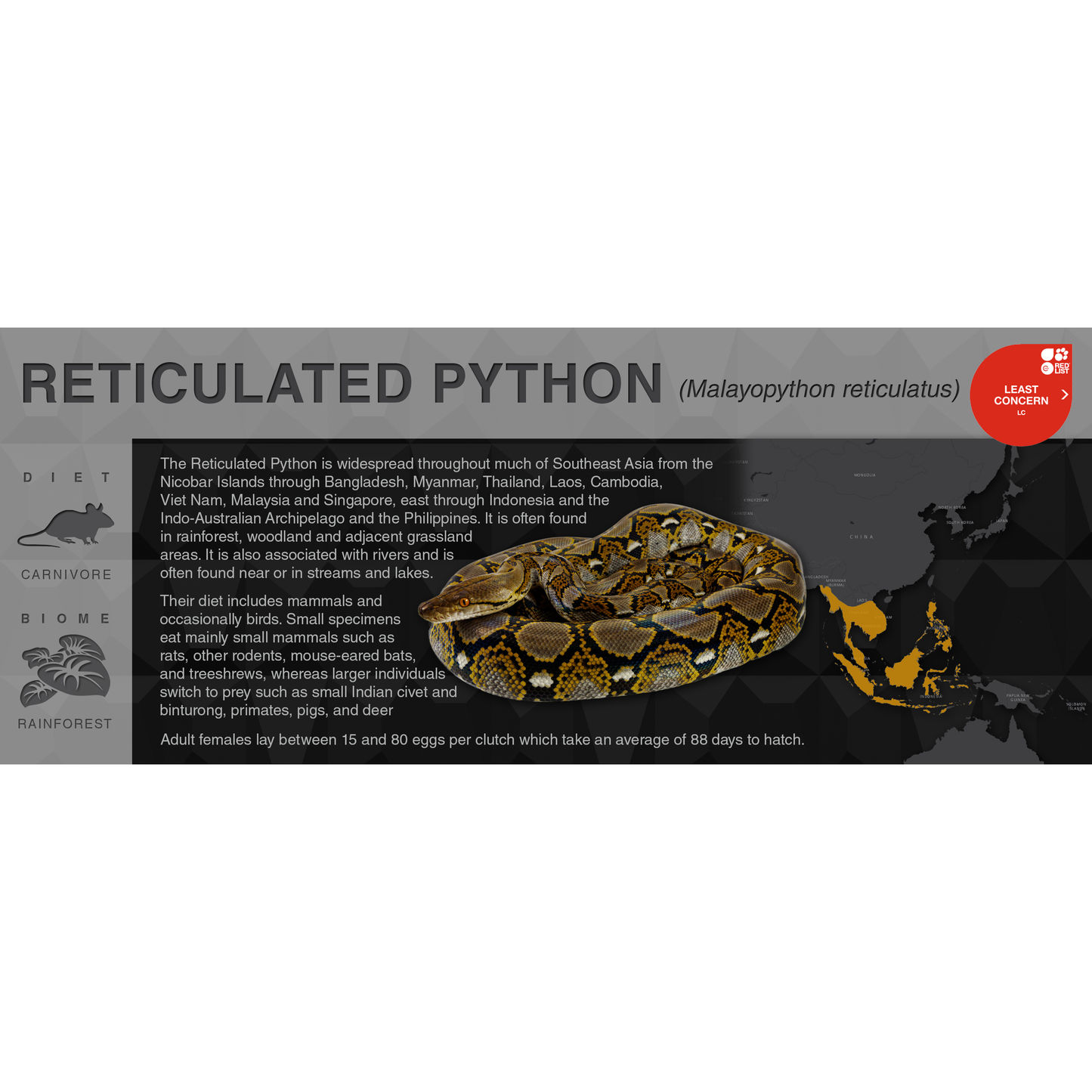 Reticulated Python (Malayopython reticulatus) - Black Series Vivarium Label