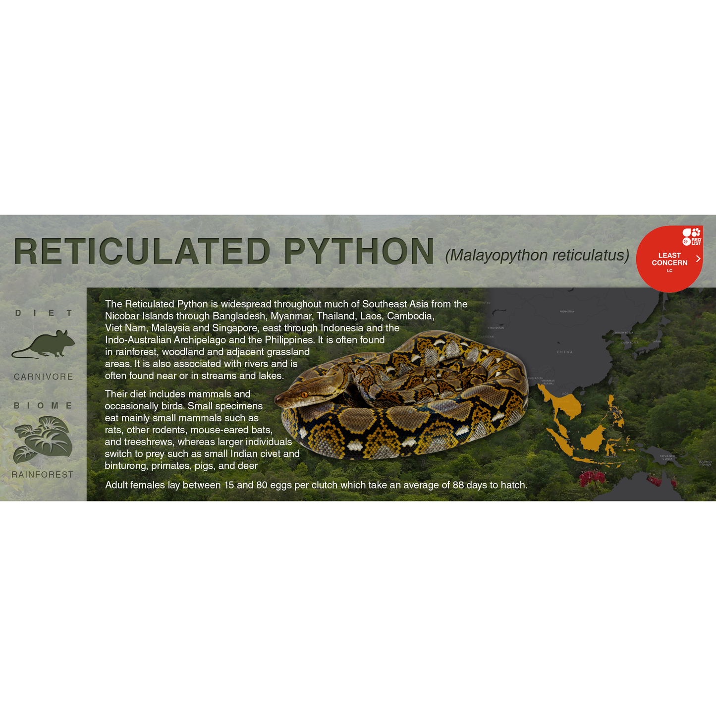 Reticulated Python (Malayopython reticulatus) - Black Series Vivarium Label