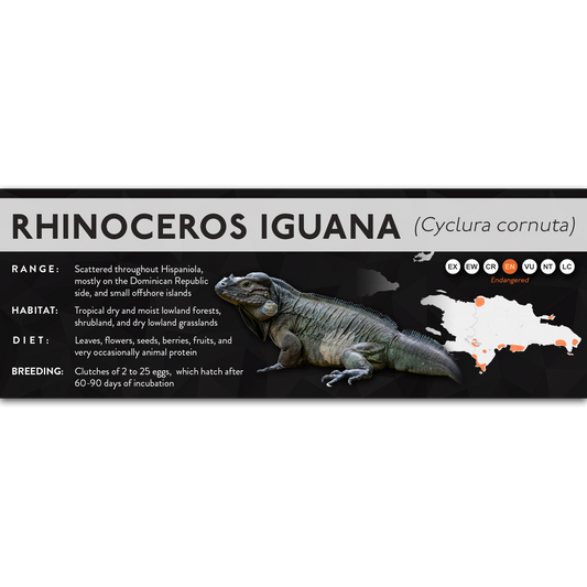 Rhinoceros Iguana (Cyclura cornuta) - X Label