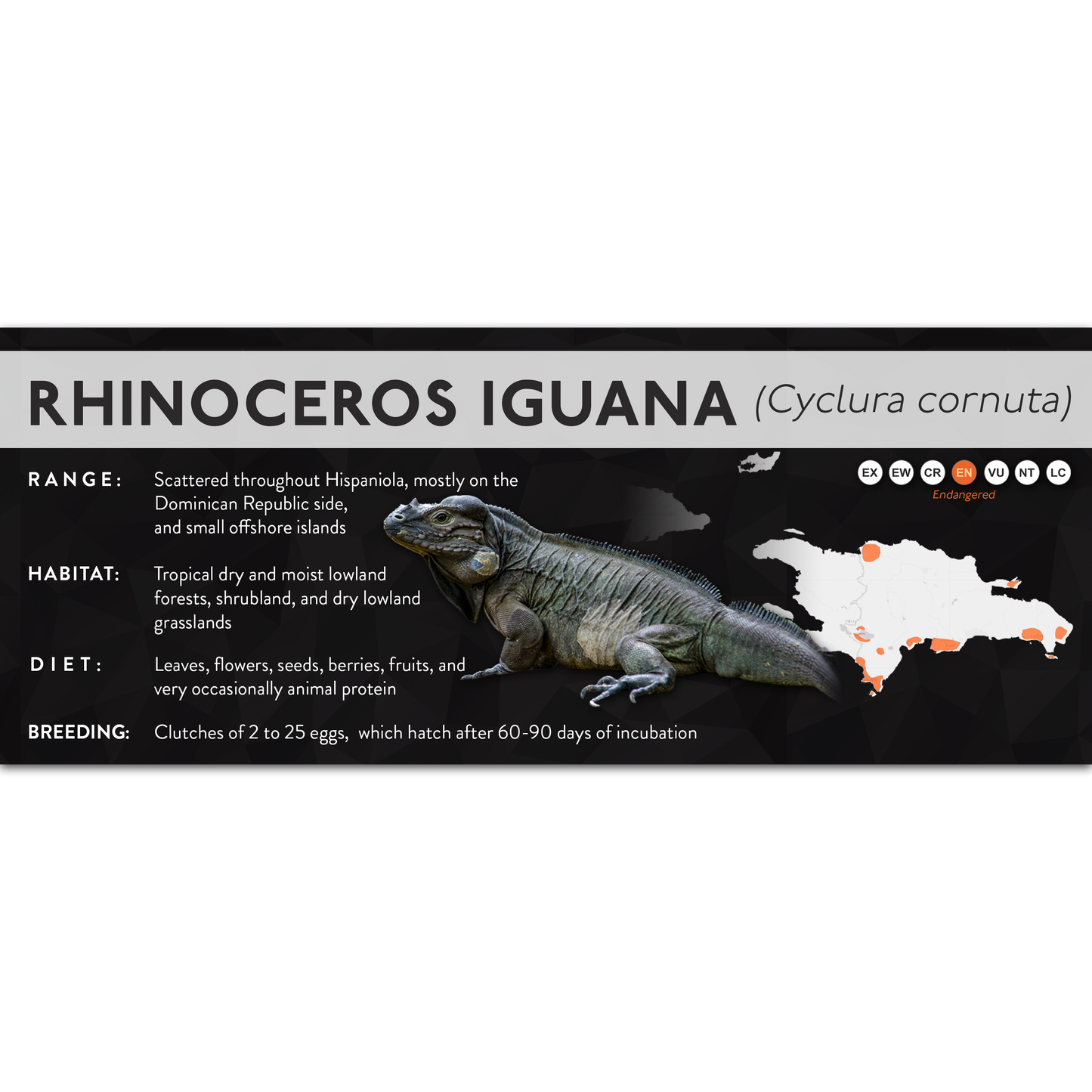 Rhinoceros Iguana (Cyclura cornuta) - X Label