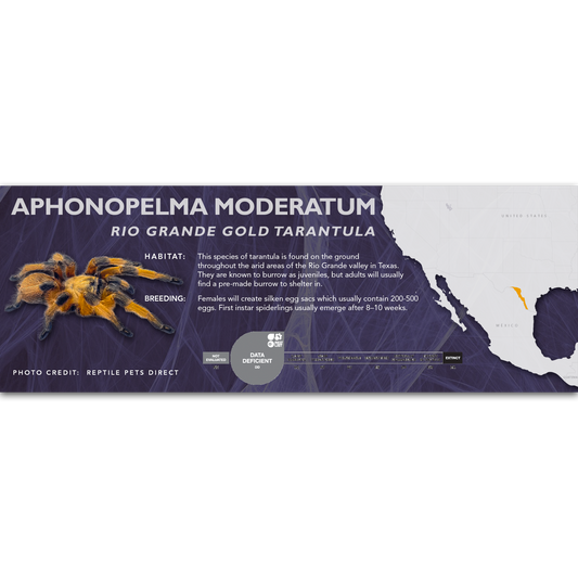 Rio Grande Gold Tarantula (Aphonopelma moderatum) - Classic Vivarium Label