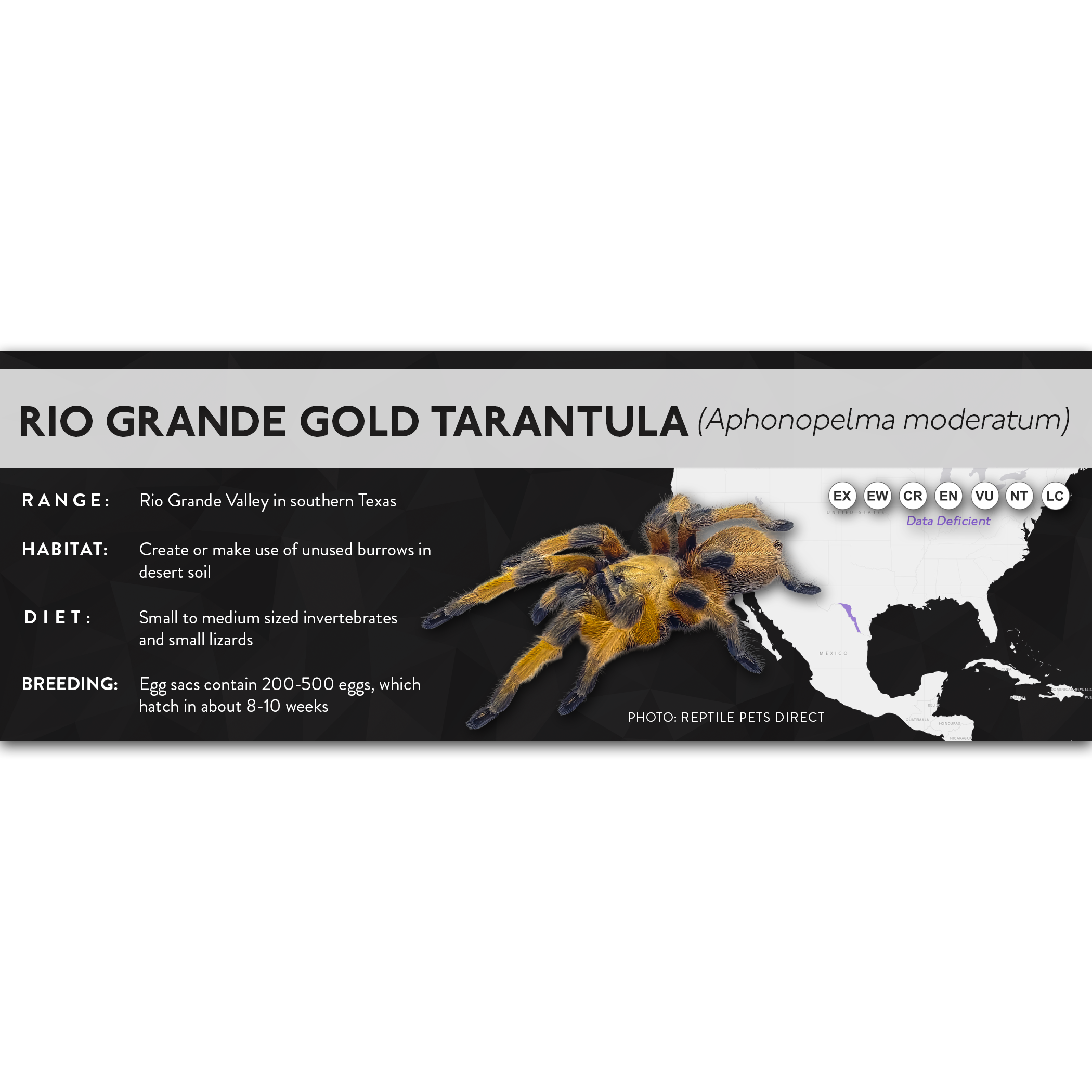 Rio Grande Gold Tarantula (Aphonopelma moderatum) - X Label – Cloud ...