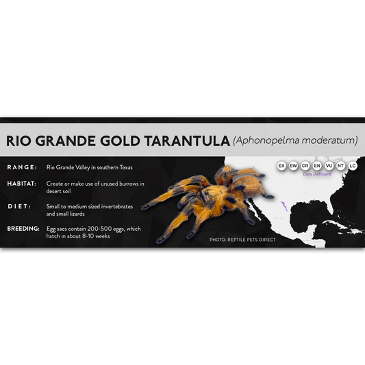 Rio Grande Gold Tarantula (Aphonopelma moderatum) - X Label