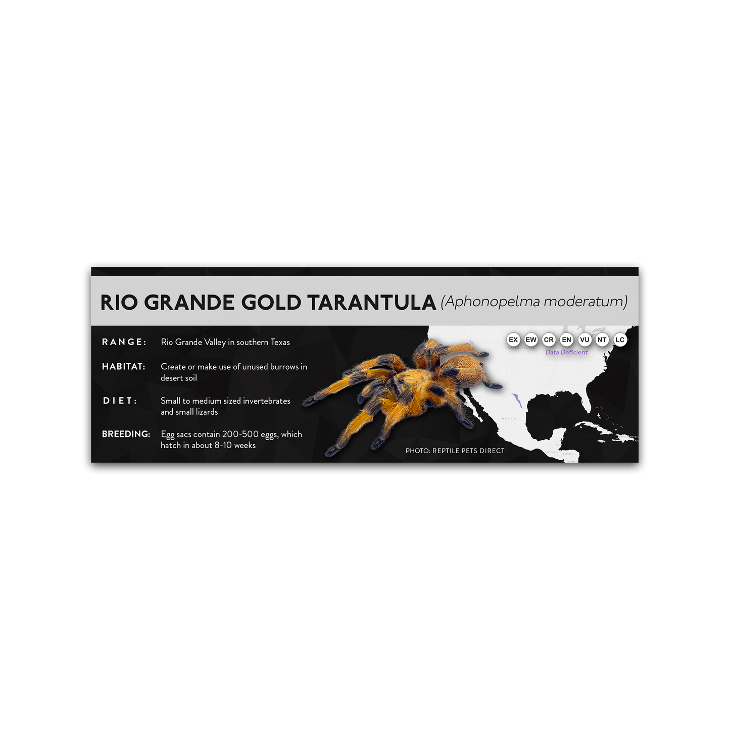 Rio Grande Gold Tarantula (Aphonopelma moderatum) - X Label