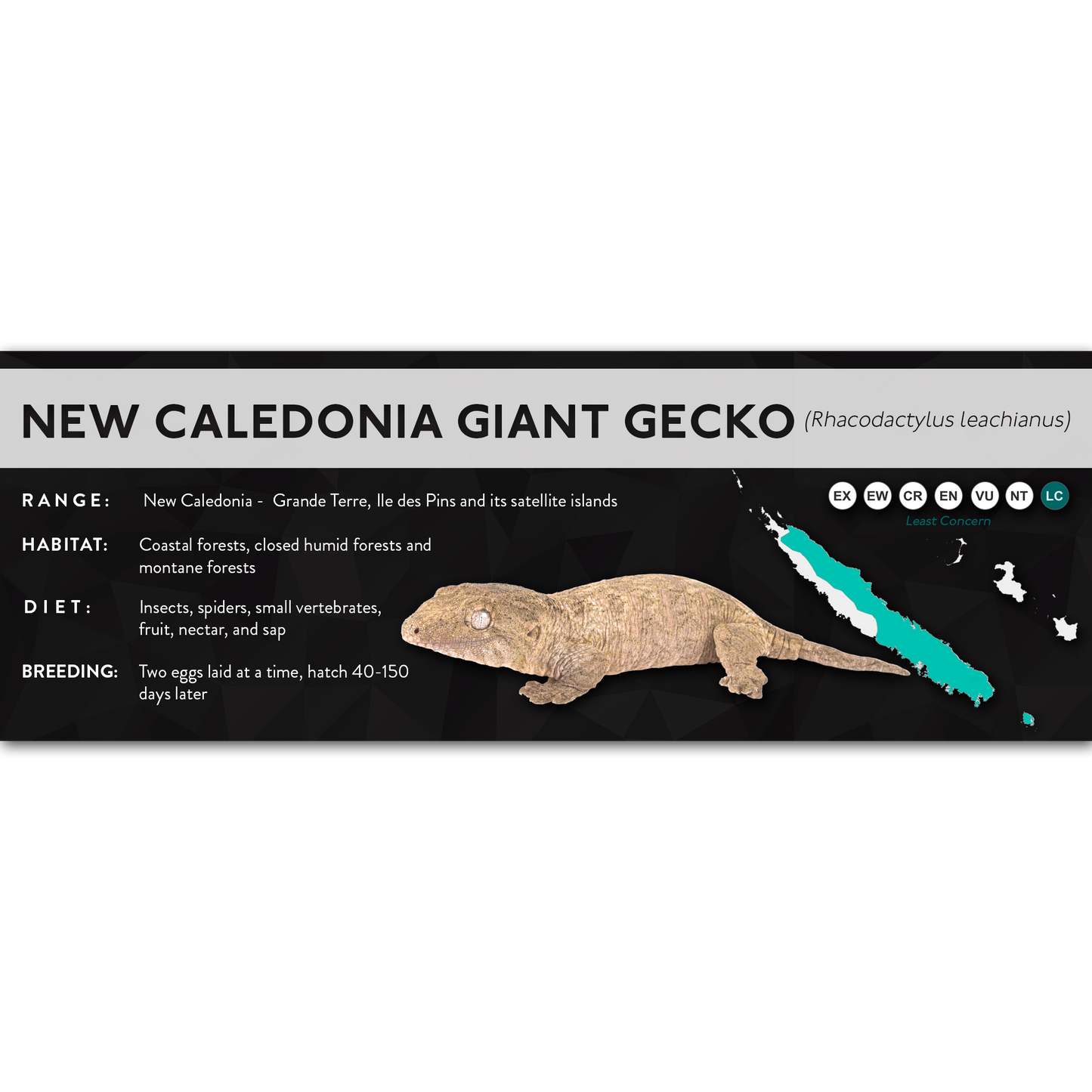 New Caledonia Giant Gecko (Rhacodactylus leachianus) - X Label