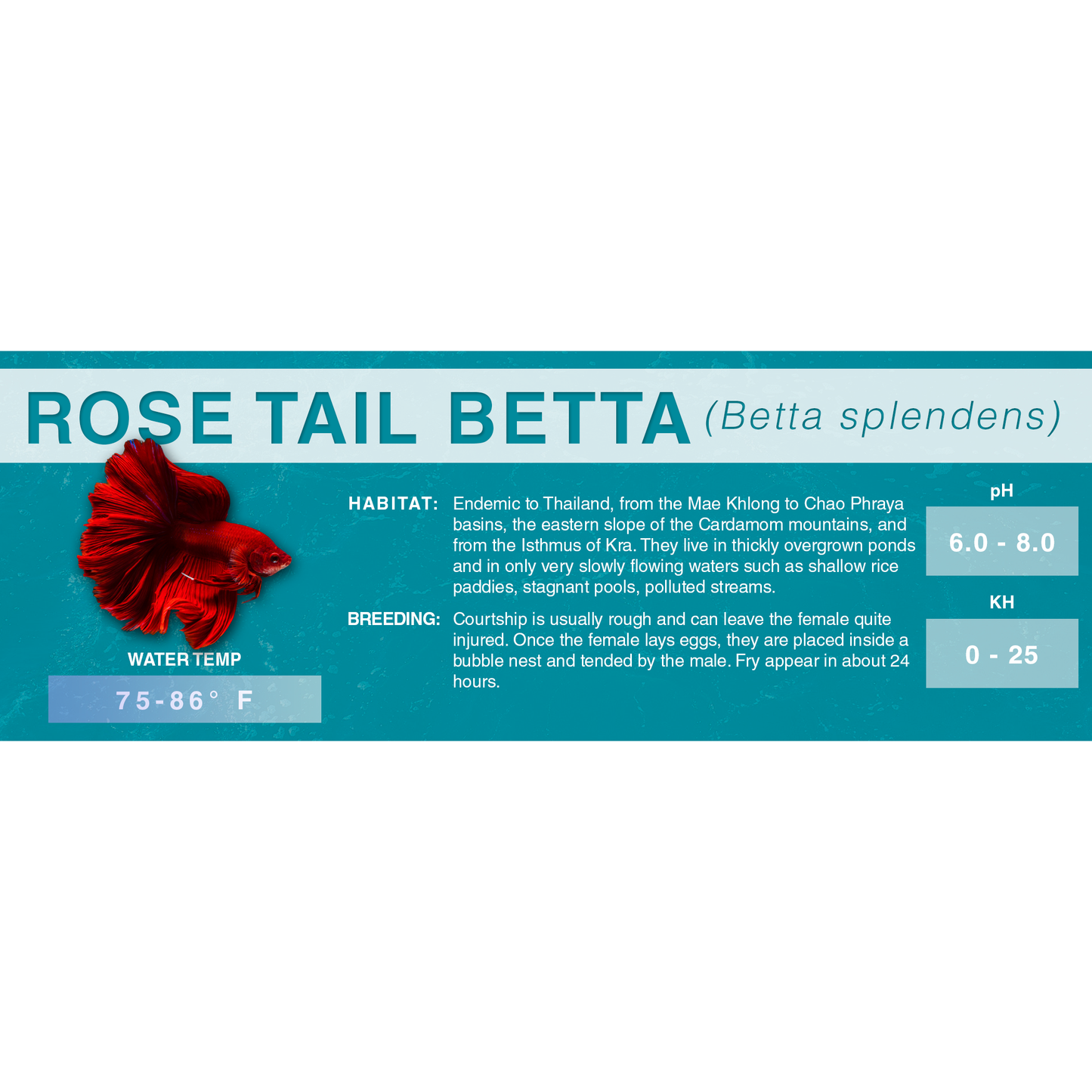 Betta Fish (Betta splendens) - Standard Aquarium Label