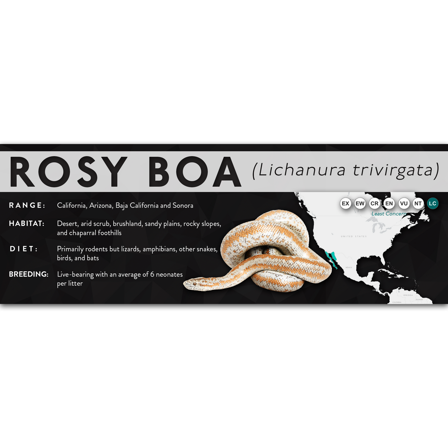 Rosy Boa (Lichanura trivirgata) - X Label